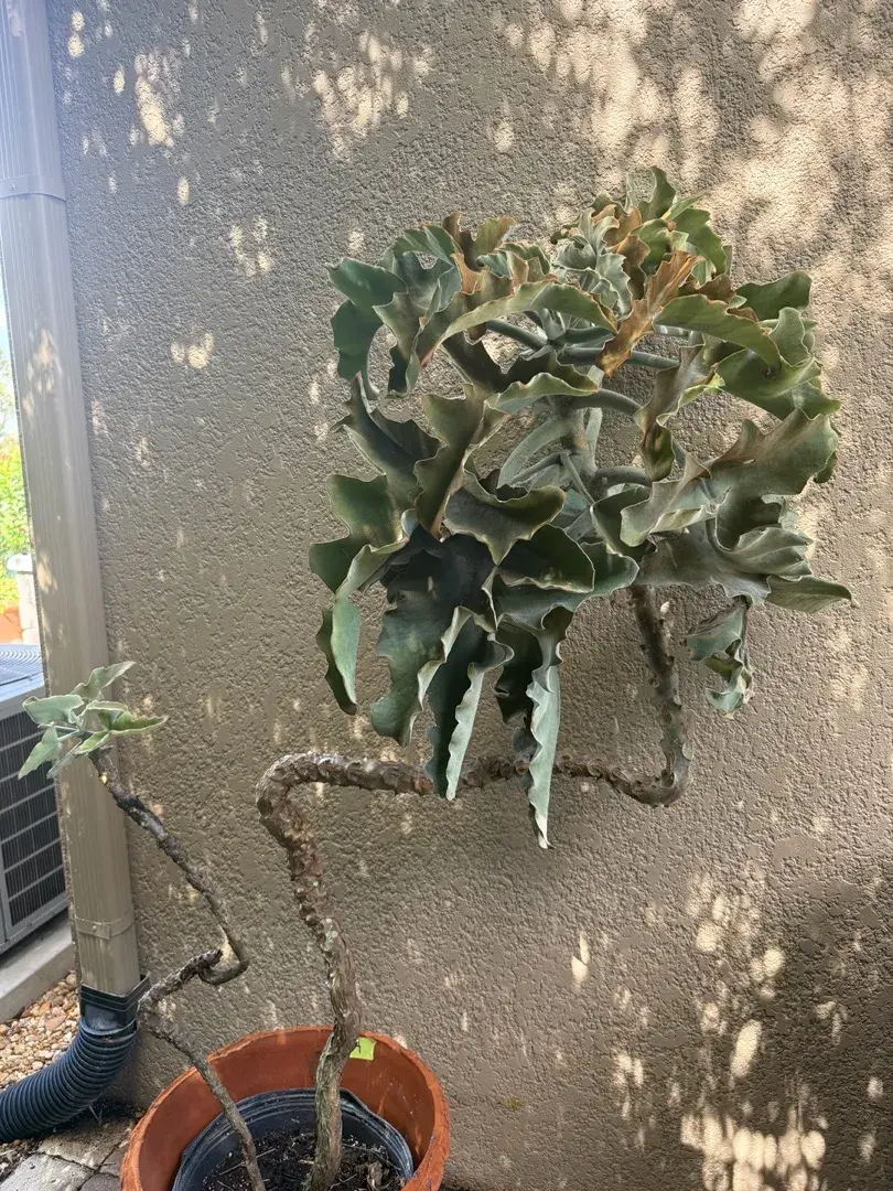 Dramatic 6-Ft Felt Bush Kalanchoe in Decorative Planter