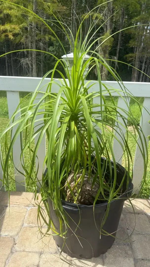 Large 52” Ponytail Palm – Mature Specimen in 18” Pot