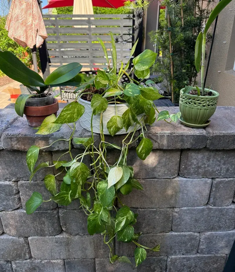 Lush Live Houseplant Trio – Cascading Golden Pothos & Orchids in Decorative Pots