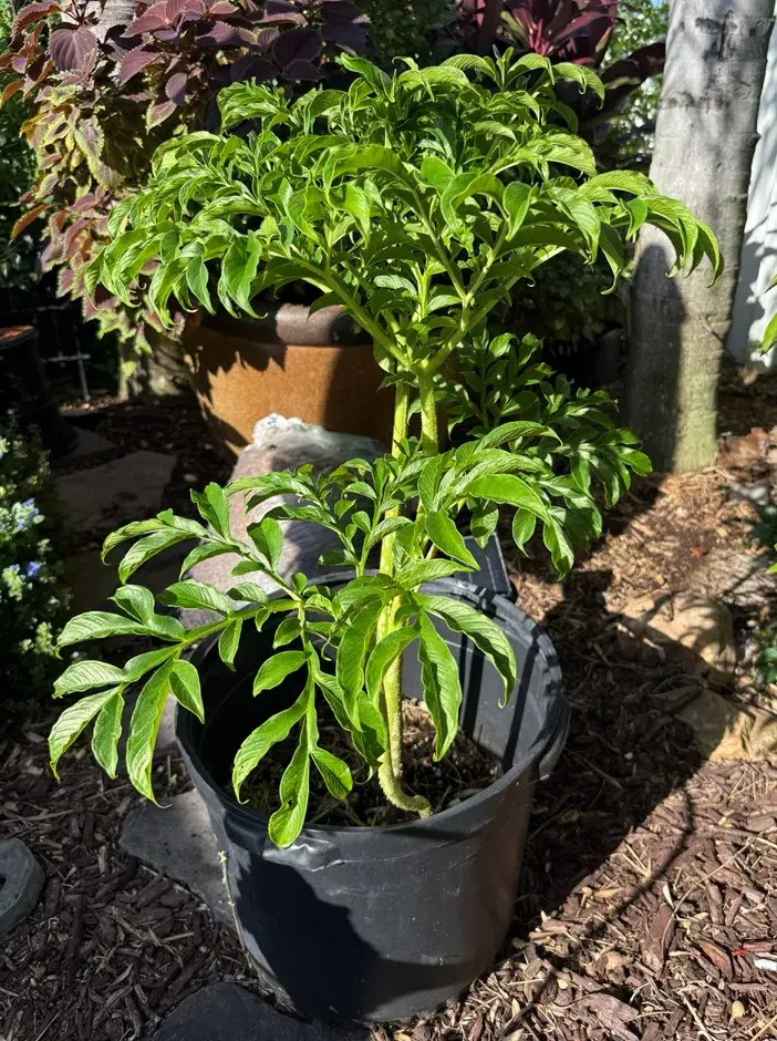 Voodoo Lily Plant (Amorphophallus bulbifer) - Exotic Tropical Aroid Pot