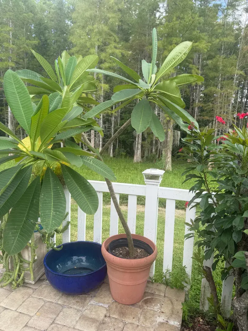Mature Plumeria Tree in Large Decorative Planter