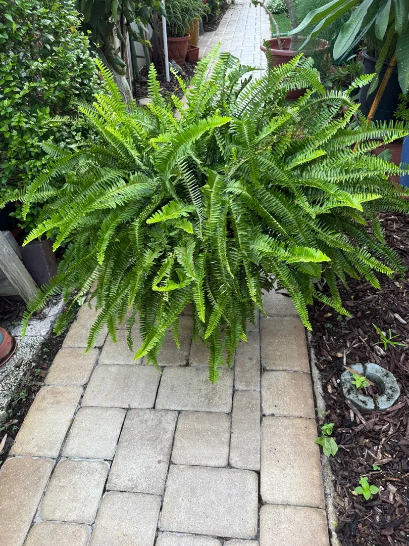 Giant 45" Australian Sword Fern in Cast Stone Planter