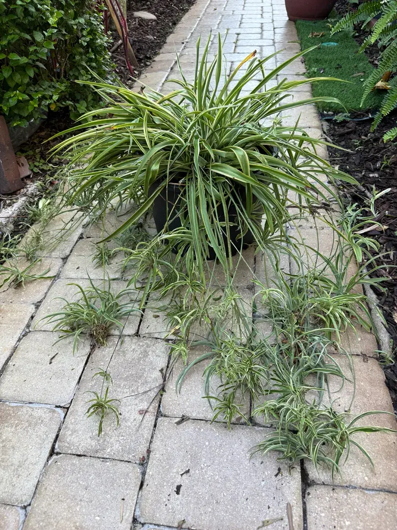 Fully Established Variegated Spider Plant (Chlorophytum comosum)