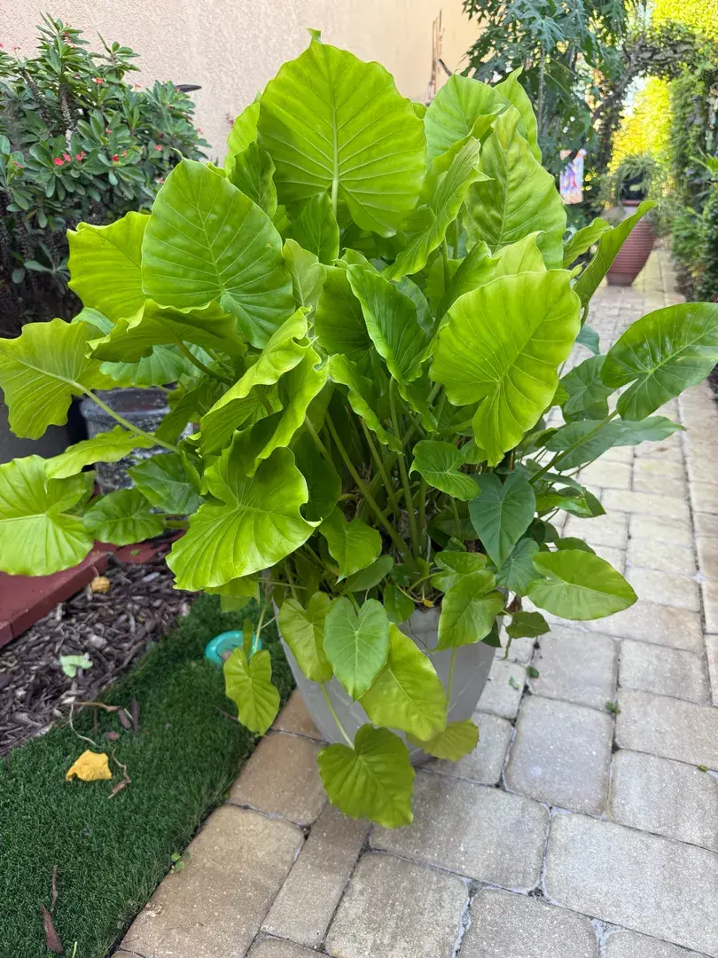 Bright Lime-Green Tropical Alocasia Elephant Ear 
