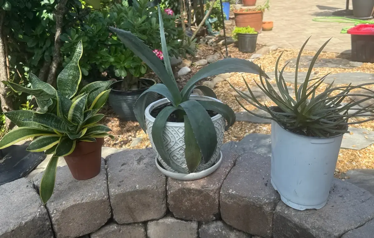 Trio of Striking Potted Plants – Agaves & Futura Superba Snake Plant