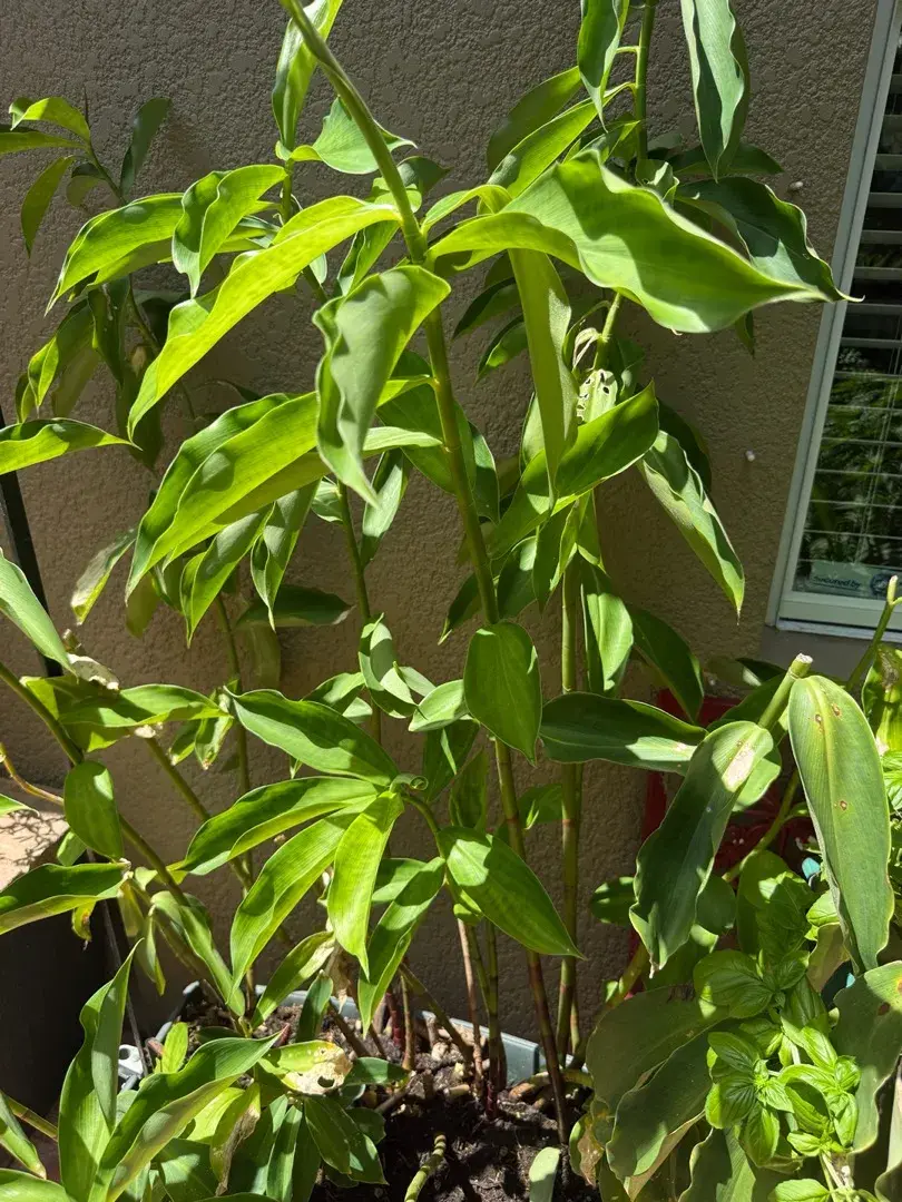 Large Awapuhi Shampoo Ginger Plant – Earthbox Rolling Planter