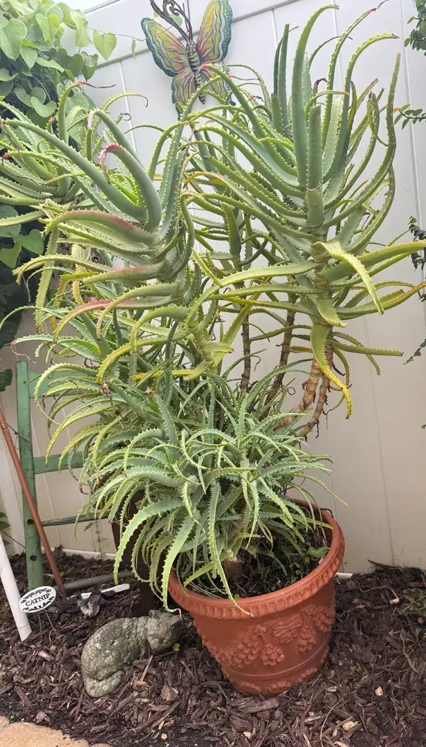 Massive Mature Candelabra Aloe (Aloe arborescens) in Ornate Italian Terracotta Planter – 58” Tall