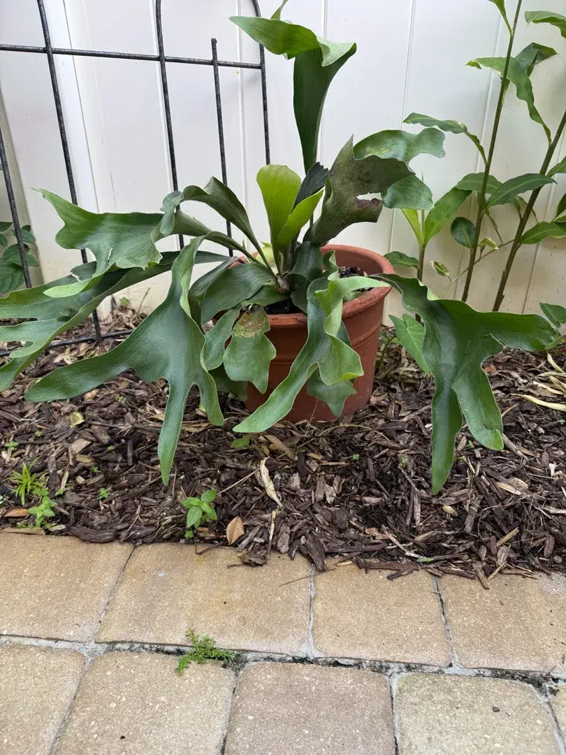 Large Staghorn Fern in 13" Heavy Italian Terracotta Clay Pot