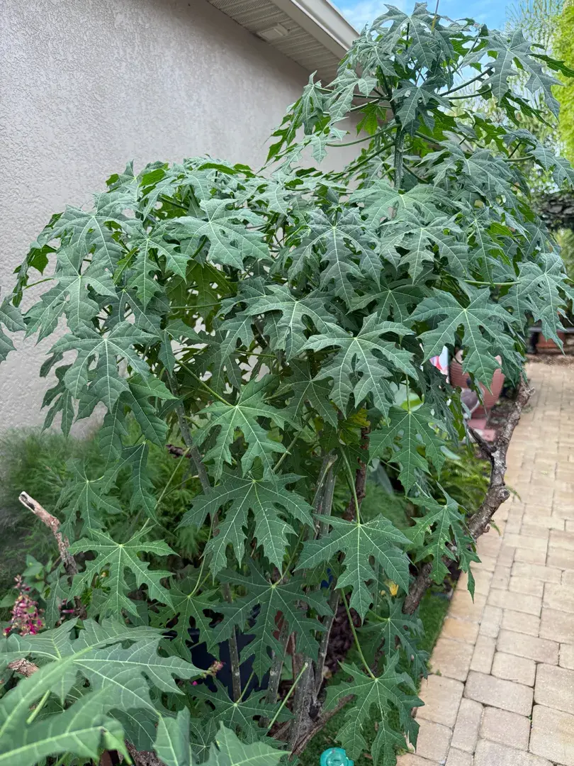 Large Serrated Chaya Plant (Tree Spinach) – Superfood