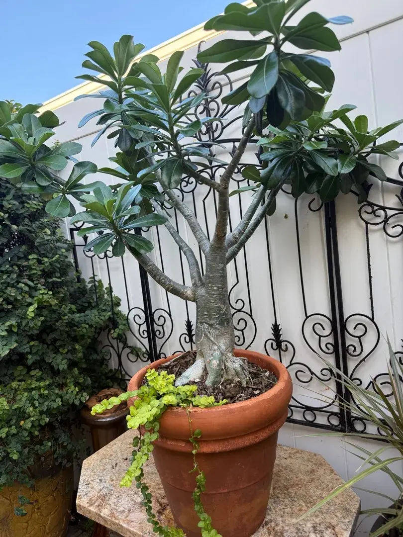 Large Desert Rose & Golden Creeping Jenny Spiller in 13" Heavy Italian Clay Pot