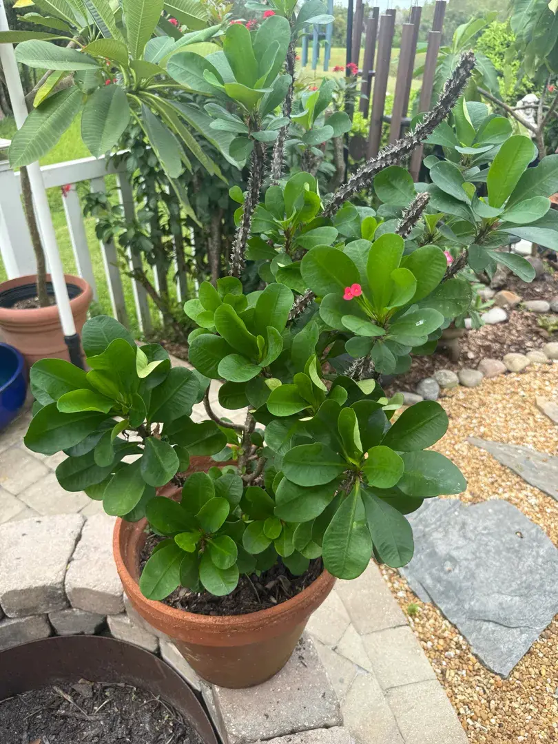 Large Mature Crown of Thorns – Red-Blooming Euphorbia in Terracotta Pot