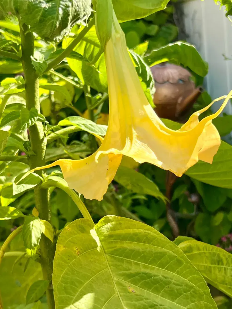 Mature Angel’s Trumpet (Brugmansia) 