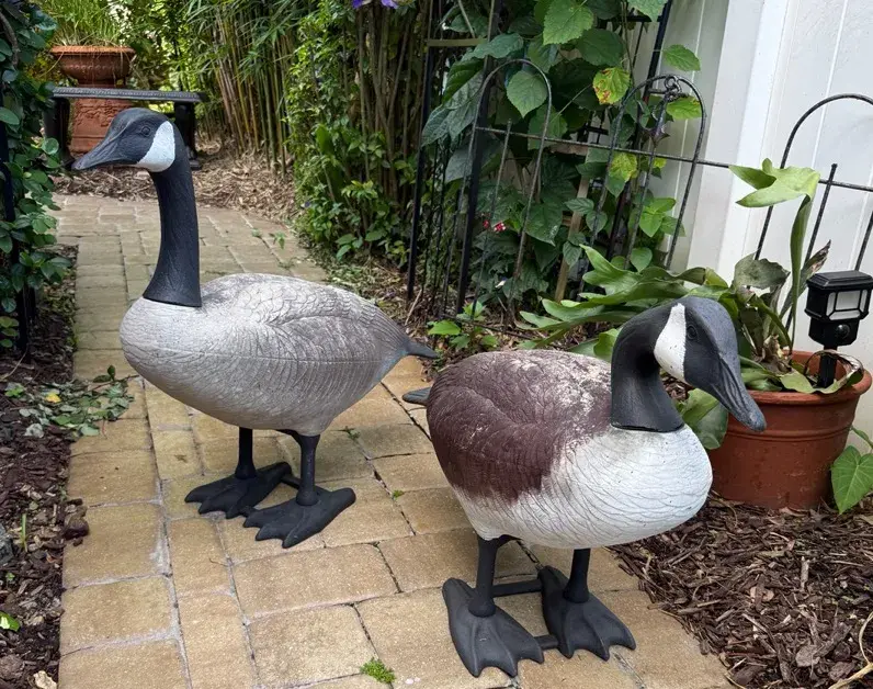 Pair of Bigfoot Full Body Canada Goose Decoys 