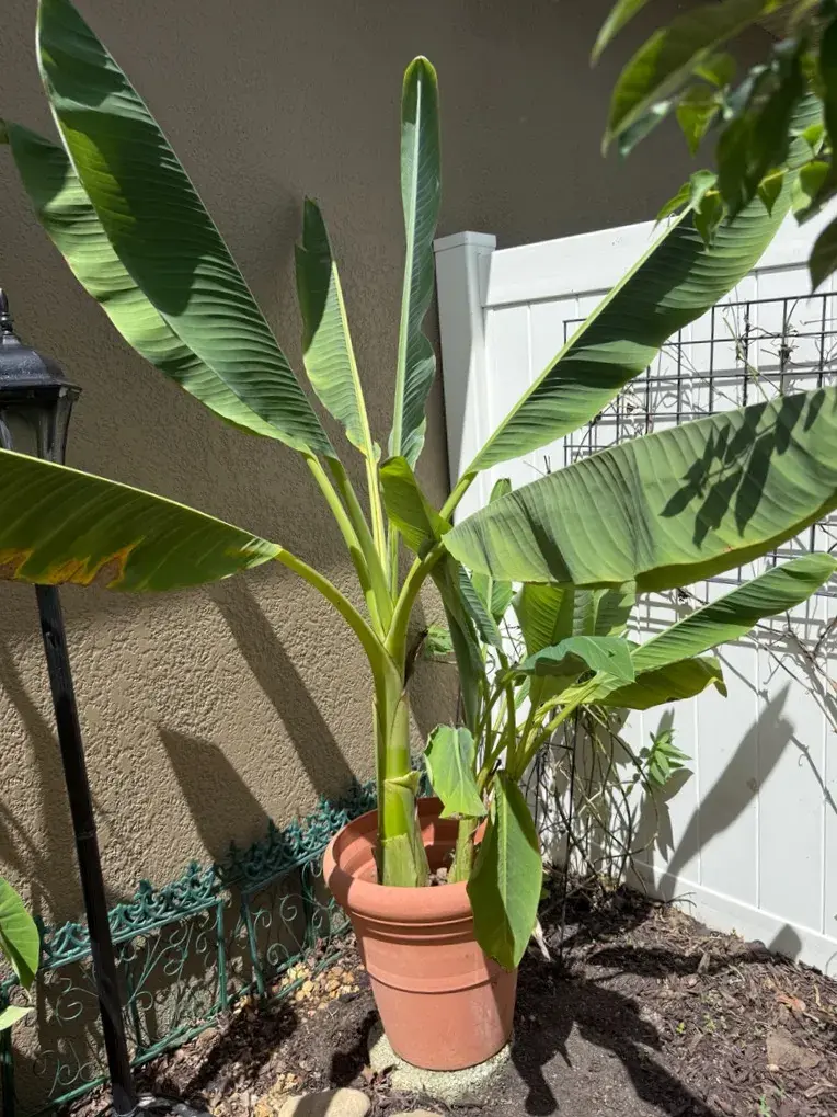 Impressive 12-Year-Old Golden Lotus Banana Plant – 6 Ft Tall in 18” Planter