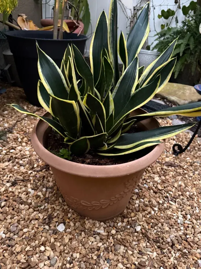 Large Variegated Snake Plant – 5 Plants in 15” Decorative Planter