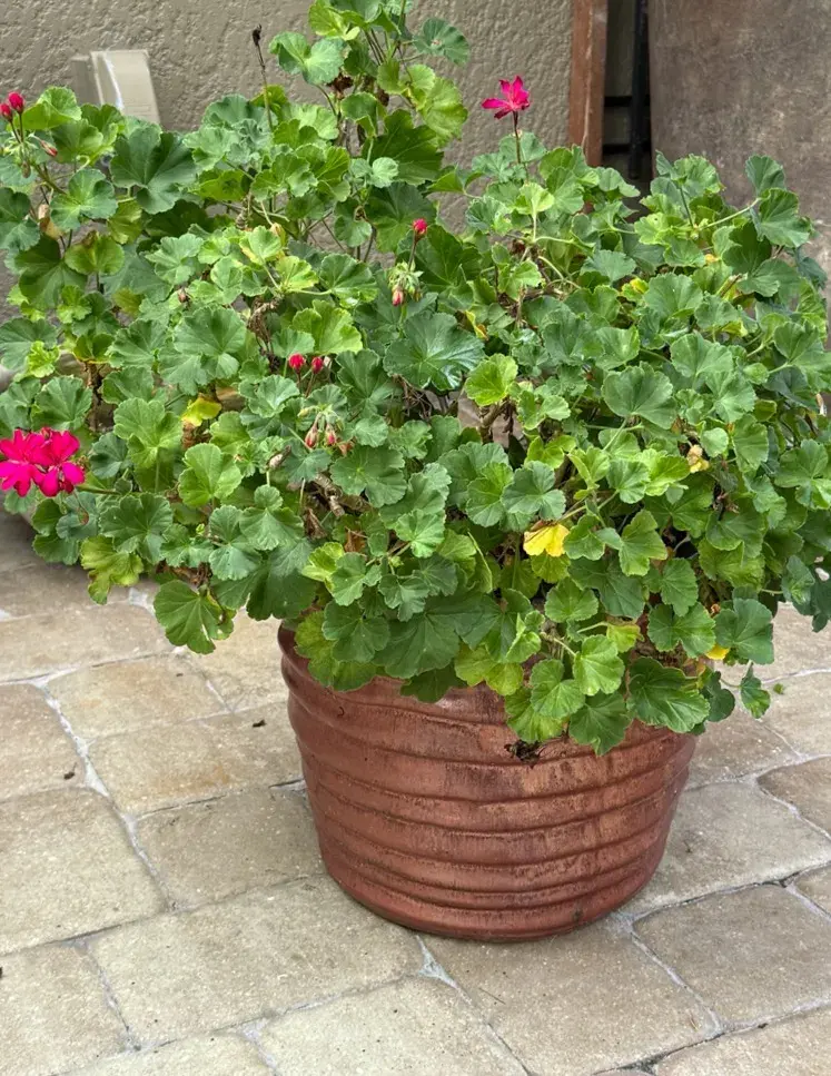 Mature Fuchsia-Pink Geranium in Large Ribbed Glazed Ceramic Planter