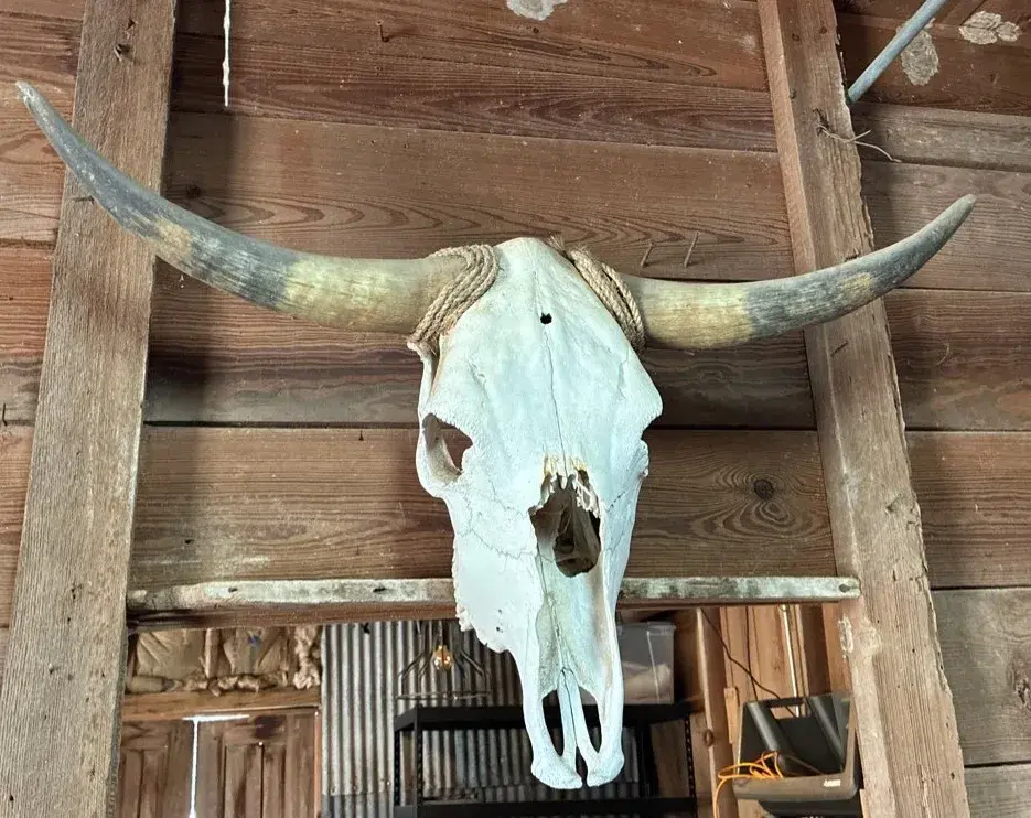 Bull Skull Mount 