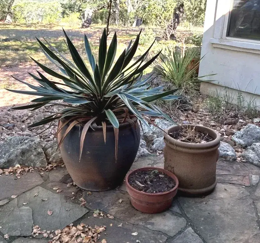 Terracotta & Ceramic Flower Pots- Set Of 3
