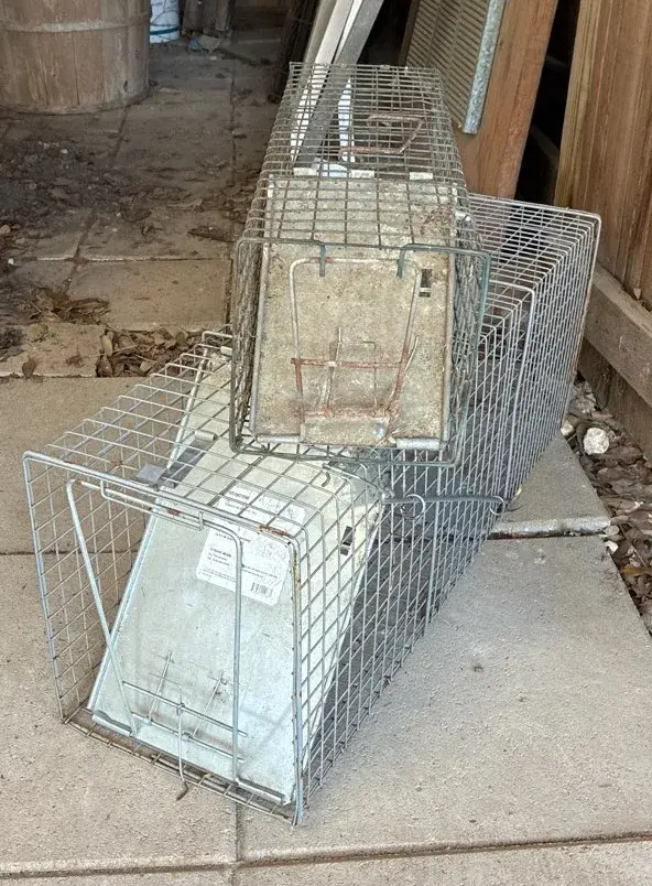 Galvanized Steel Live Animal Cage Traps - Set Of 2