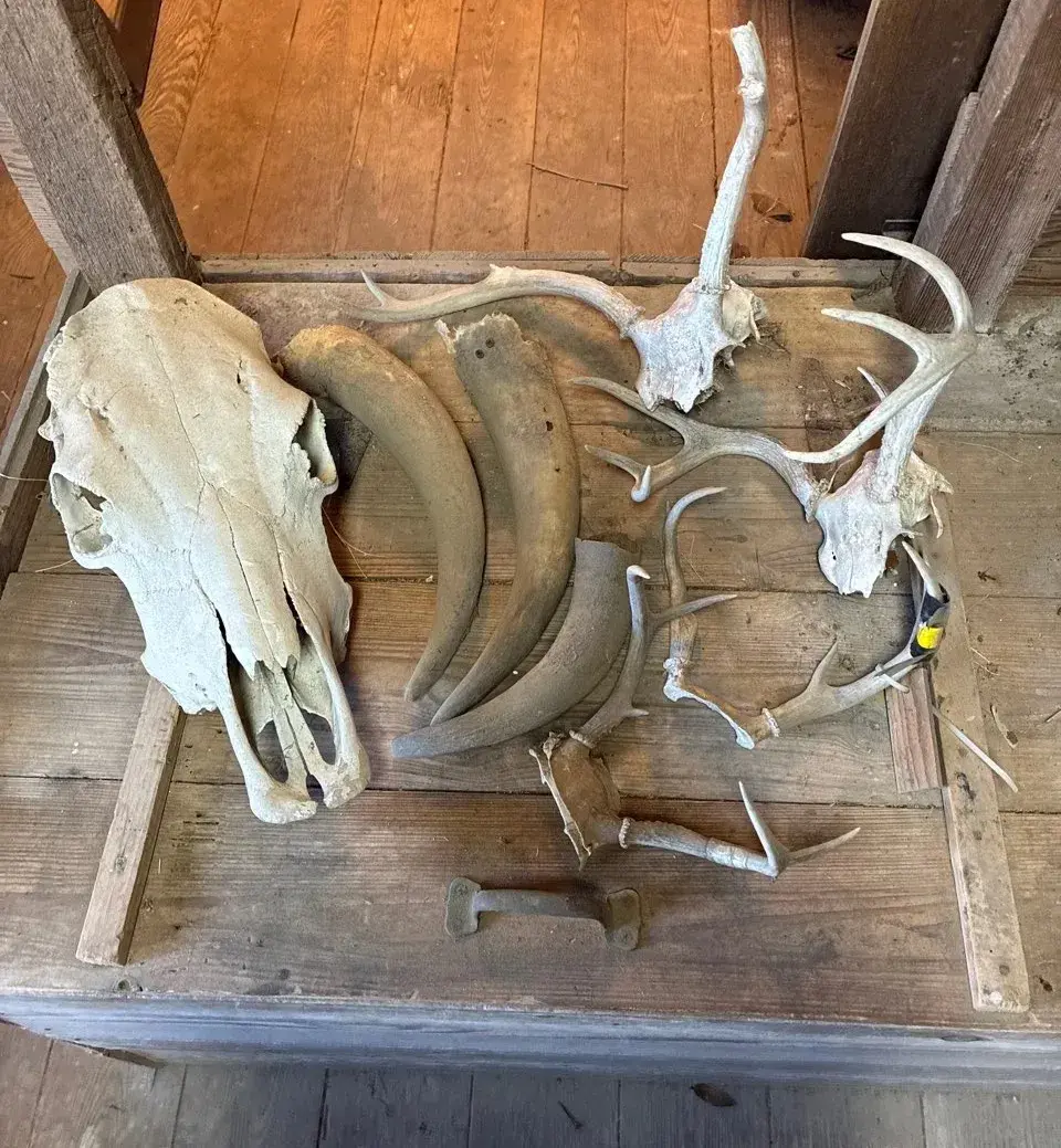 Skull Horn And Antler Lot