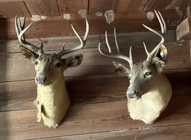 Rustic Deer Mounts