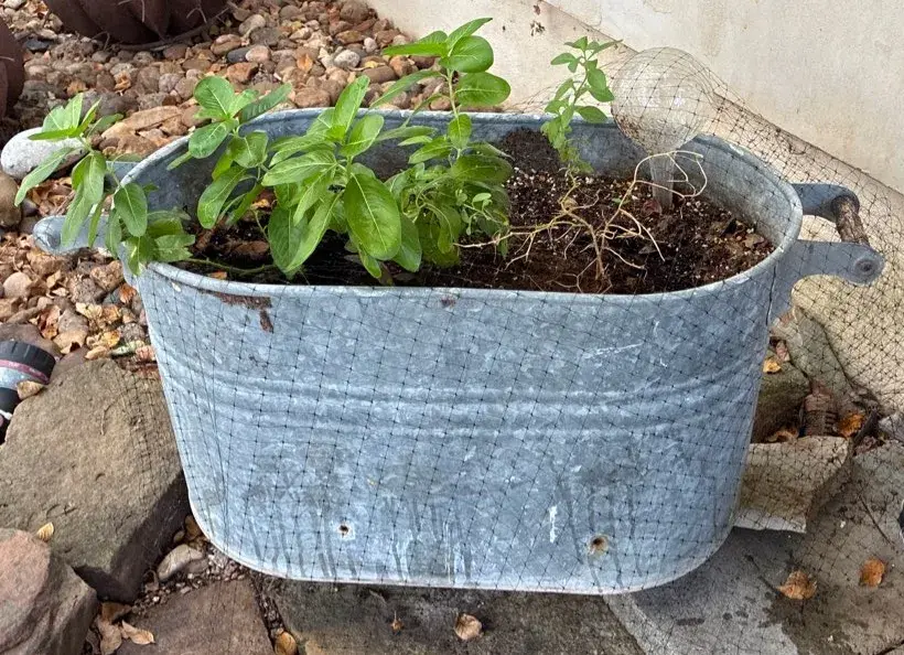 Metal Tub Planter With Side Handles