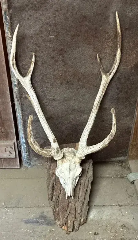 Skull Mount