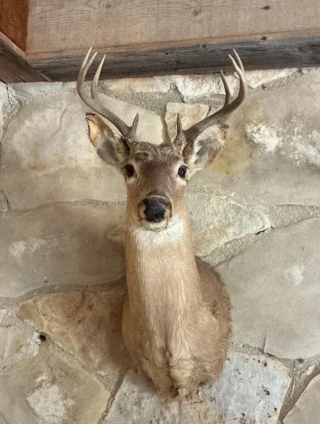 Taxidermied Shoulder Mount of a Male Deer
