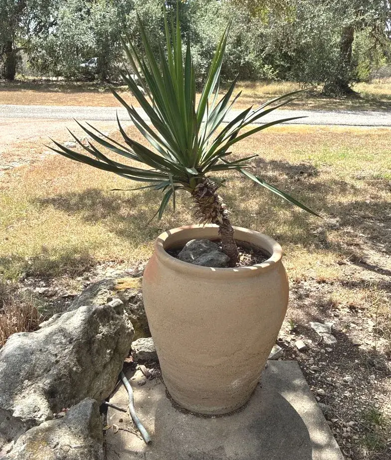 Large, rustic terra-cotta jar planter