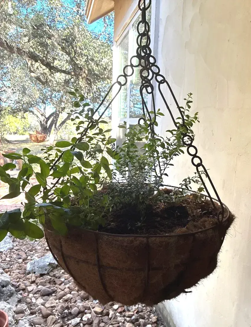 Metal Wire Hanging Basket With Coco Liner - Lot 2