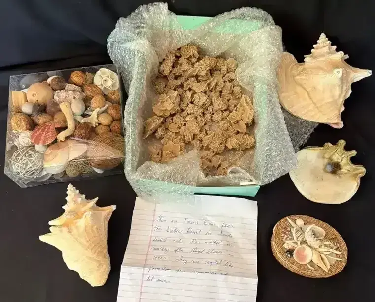 Saudi Arabian Desert Rose And Seashell Collection!