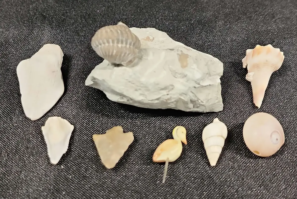 Fossils & Shells - Shark Teeth, Trilobite Fossil, Lightning Whelk, Arrowhead, Pelican Figure