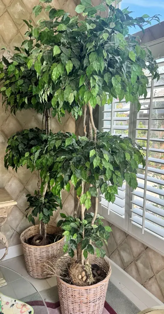 Pair Large Decorative Faux Ficus Trees with Natural Wood Trunks & Woven Baskets
