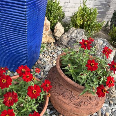 Assorted garden planters, including a tall ribbed cobalt blue ceramic planter and a rustic terracotta pot with carved scroll details,...