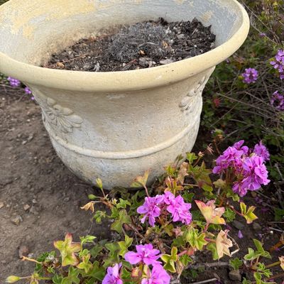 Large, weathered concrete garden planter with a flared rim and embossed floral details, filled with soil.