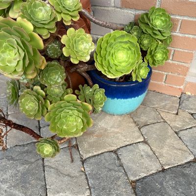 Large, mature Aeonium succulent plants potted in a terracotta planter and a vibrant blue glazed ceramic pot.