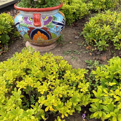 Vibrant Talavera ceramic planter featuring hand-painted floral motifs in blue, orange, and purple, planted with pink geraniums in a...
