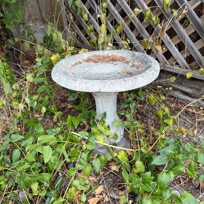 Weathered concrete birdbath with a fluted pedestal base, situated in a garden bed with ivy and a wooden lattice fence.