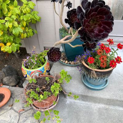 Assorted potted outdoor plants, featuring a large Aeonium 'Zwartkop' succulent in a teal ceramic pot, alongside colorful...