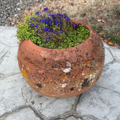 Weathered terracotta garden planter with carved floral and scroll details, filled with small purple flowers and green foliage.