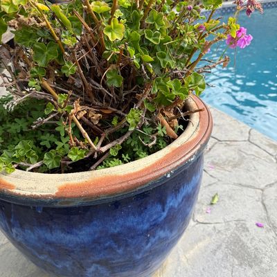Large glazed ceramic planter in shades of blue with a terracotta-colored rim, containing a potted geranium plant.