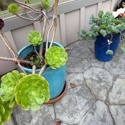 Potted Aeonium succulents in vibrant blue ceramic planters, displayed on a stone patio.
