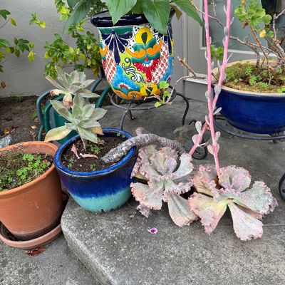 Assorted potted plants and succulents, including a vibrant Talavera-style ceramic planter and a unique ruffled Echeveria succulent with...