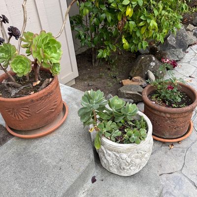 Three potted outdoor plants, including two terracotta pots with succulents and a rose bush, and one white decorative concrete planter...
