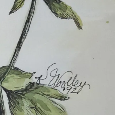 Sale Photo Thumbnail #111: Detail of a botanical watercolor and ink illustration, featuring green leaves and the artist's signature 'S. Woolley' dated '92.