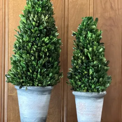 Pair of faux boxwood cone topiaries in distressed grey-washed terracotta pots, in two graduated sizes.