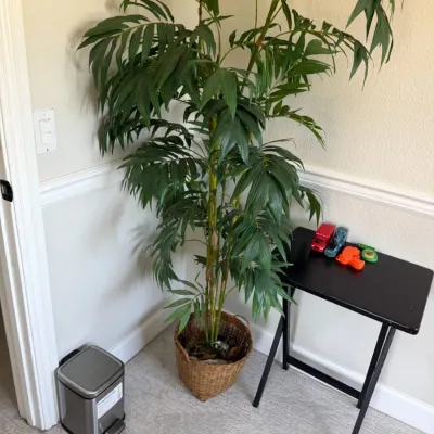 Large Potted Palm Style Plant
