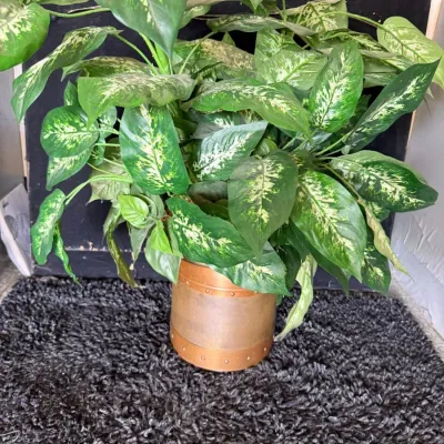 Potted Variegated Plant