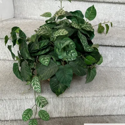 Potted Trailing Houseplant