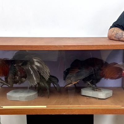 Large Cased Taxidermy Diorama of 2 Fighting Gamecock Roosters on Pedestal Stands. Wood Framed Case h
